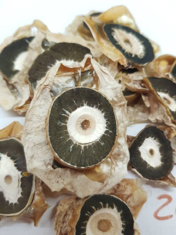 Dried phallus impudicus mushroom