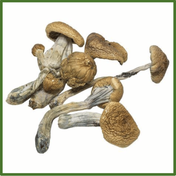 B+ Magic Mushrooms
