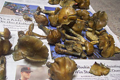 Psilocybe Weilii