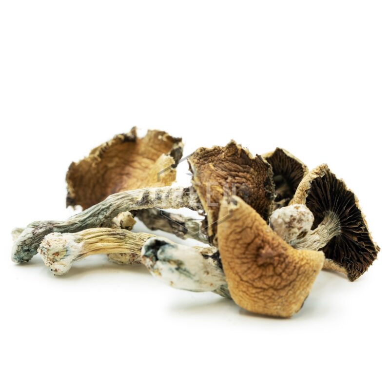 Brazilian Magic Mushrooms