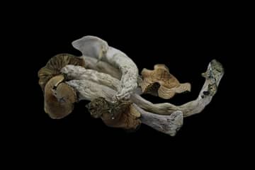 Transkei Magic Mushroom