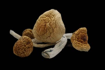 Malabar Magic Mushrooms