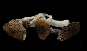 mazatapec magic mushroom