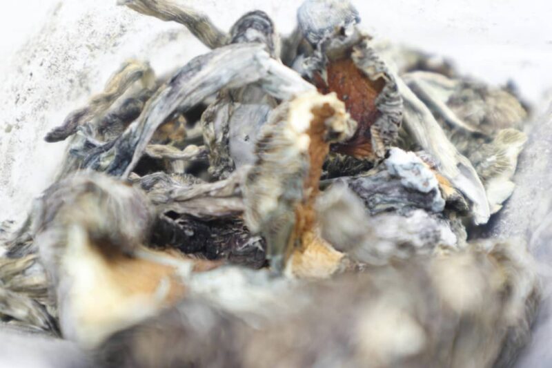 Panaeolus cyanescens