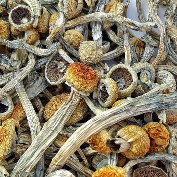 Psilocybe Mckennaii