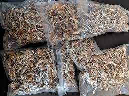Golden Teacher mushrooms