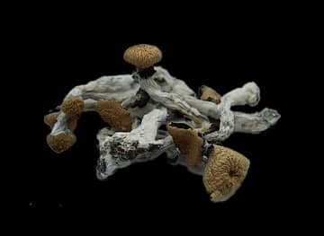 B+ Magic Mushroom