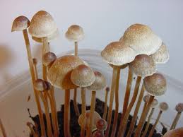 psilocybe Tempensis