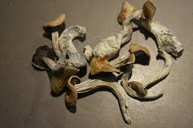 Cuban Magic Mushrooms